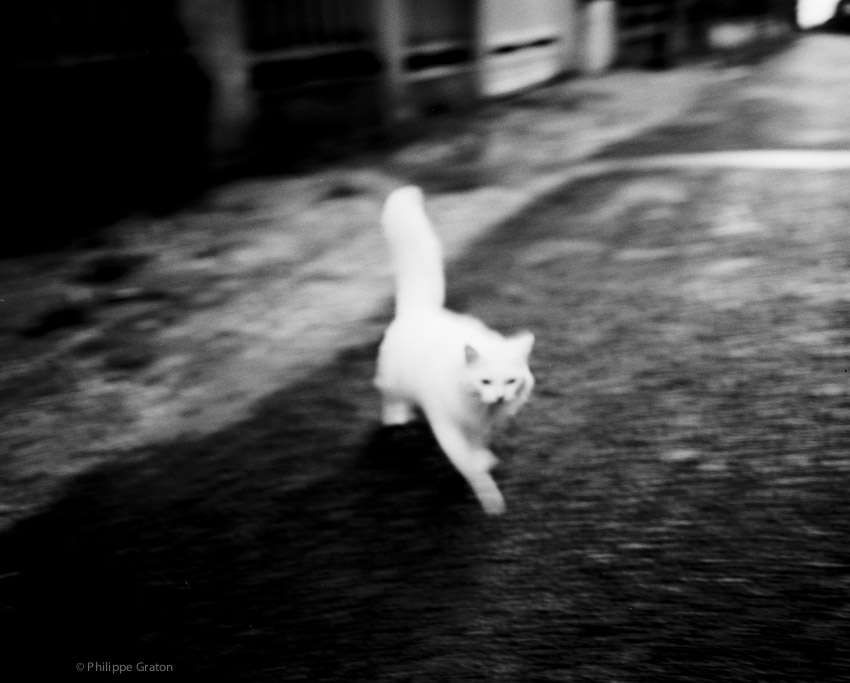 Ghost Cat, Brussels, 1999.